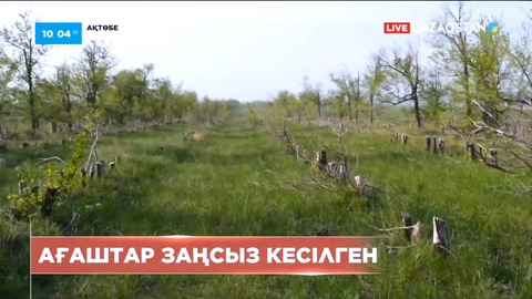 Ақтөбеде 236 ағаш заңсыз кесілген