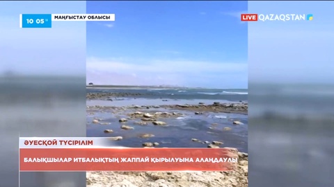 Маңғыстауда балықшылар итбалықтың жаппай қырылуына алаңдаулы