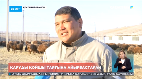 Қостанай облысында бұрыңғы әскери қызметкер қой өсіріп жүр