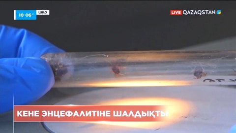 ШҚО-да бір адам кене энцефалитіне шалдықты