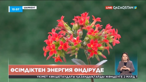 Шымкентте өсімдіктен электр қуатын өндіру жобасы қолға алынды