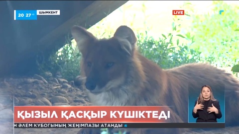 Шымкентте қызыл қасқыр күшіктеді