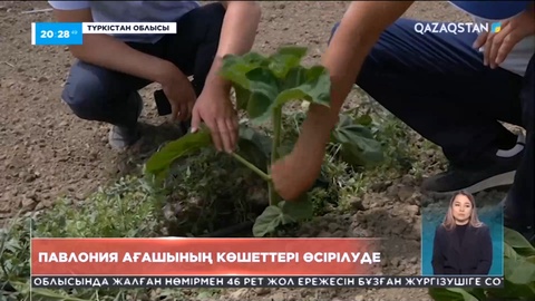 Түркістан облысында павловния ағашының көшеттері өсіріліп жатыр