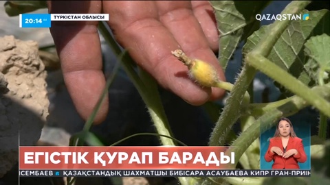 Түркістан облысында егістік қурап барады