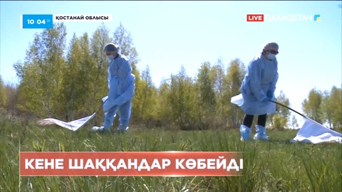 Қостанай облысында кене шаққандар көбейді