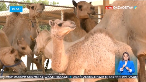 БАӘ-де түйелер клондалып жатыр