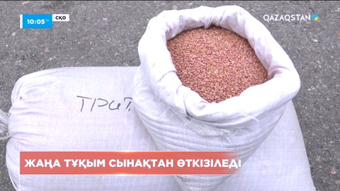 СҚО-да жаңа тұқым сынақтан өткізіледі