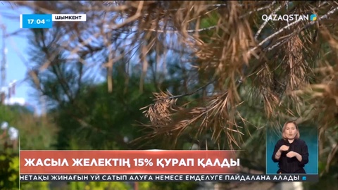 Шымкентте жасыл желектің 15 пайызы қурап қалды