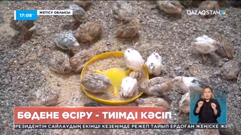 Еліміздегі ең ірі бөдене шаруашылығы Жетісу облысында орналасқан