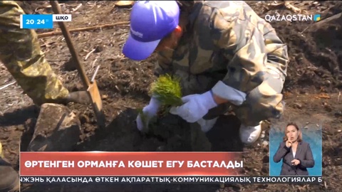 ШҚО-да өртенген орманға көшет егу басталды