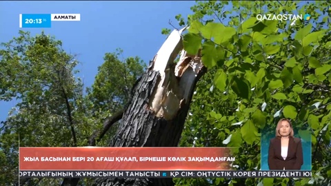 Алматыда жыл басынан 20 ағаш құлап, бірнеше көлік зақымданған