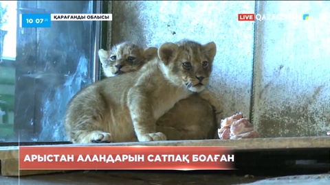 Қарағандыда зообақ қызметкерлері арыстан аландарын сатпақ болған