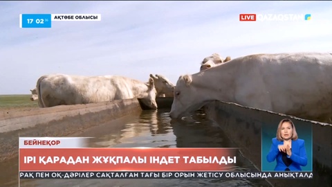 Ақтөбе облысында ірі қарадан «қарасан» жұқпалы ауруы табылды