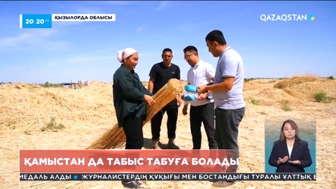 Қазалыда кәсіпкер әйел қамыс сатып, табысқа кенеліп отыр