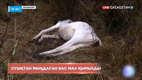 Бразилияда қатты суықтан мал қырылды