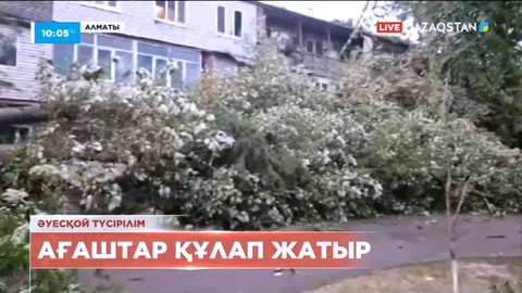 Алматыда ағаштар құлап жатыр
