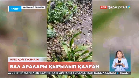 Қостанайда бал аралары қырылып қалған