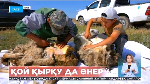БҚО-да «Алтын қырықтық» қой қырқудан жастар біріншілігі өтті