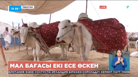 Пәкістанда мал бағасы қымбаттады