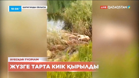 Қарағанды облысында өзен жағасынан жүзге тарта киіктің өлексесі табылды