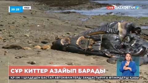 Тынық мұхитының АҚШ жағалауында сұр киттер популяциясы азайып барады