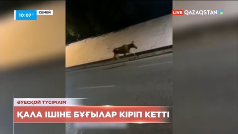 Семейде қала ішіне бұғылар кіріп кетті