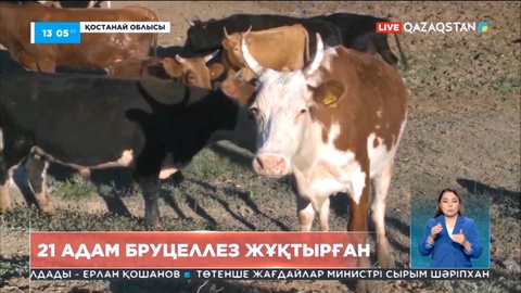 Қостанай облысында бруцеллез жұқтырғандар көбейді