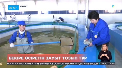Бекіре балығын өсіретін еліміздегі жалғыз зауыт күрделі жөндеуге мұқтаж
