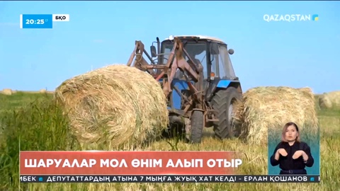 БҚО шаруалары жаңбырлатып суару қондырғысының көмегімен егістіктен мол өнім алып отыр