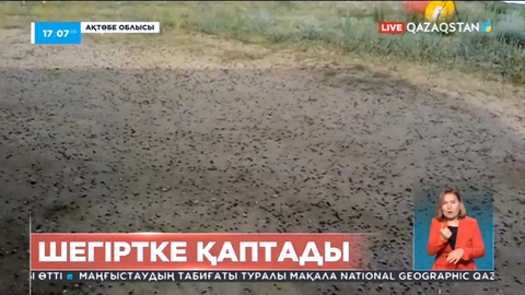 Ақтөбе облысында шегіртке қаптады