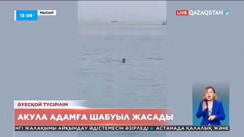 Мысырда акула адамға шабуыл жасады