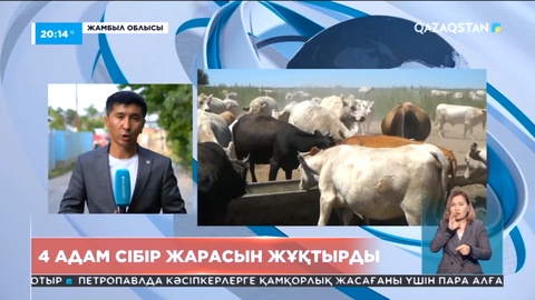 Жамбыл облысында төрт адам сібір жарасын жұқтырған