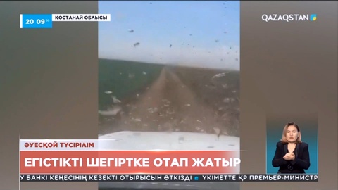 Қостанай облысының Жангелдин ауданында шегіртке қаптады