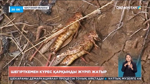 Қостанай облысында шегірткемен күрес қарқынды жүріп жатыр