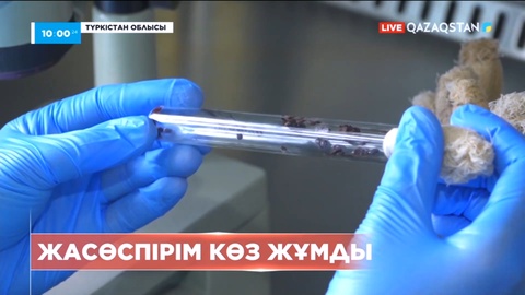 Түркістан облысында кене шаққан бала қайтыс болды