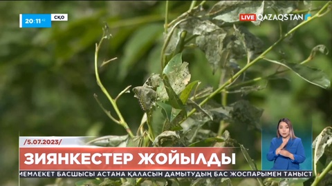 СҚО-да зиянкестерге жататын көбелек құрты жойылды