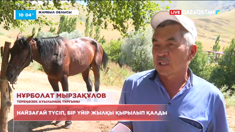 Жамбыл облысында найзағайдан бір үйір жылқы қырылып қалды