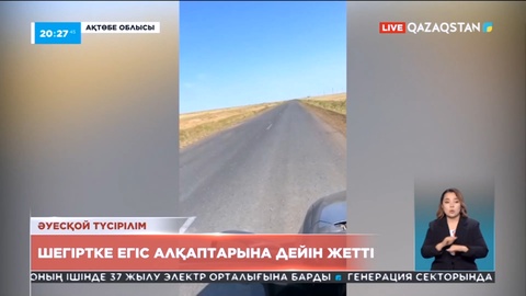 Ақтөбе облысында шегірткелер егістік алқаптарына дейін жеткен