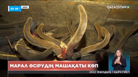 Еліміздің шығыс және солтүстік өңірлерінің марал өсіруге табиғи әлеуеті жетеді