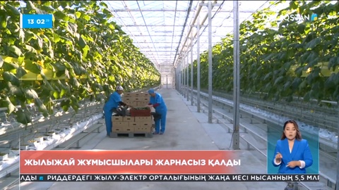 Қарағанды облысында жылыжай жұмысшылары жарнасыз қалды