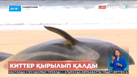 Шотландияда 50-ден аса кит қырылып қалды