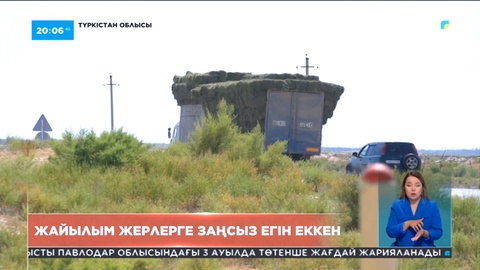 Түркістан облысында пайдаға құныққан жұрт жайылым жерлерге егін салып тастаған