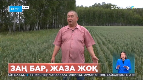 «Орман ағаштарына зиян»: Солтүстік Қазақстанда шаруалар заң талаптарын сақтамай отыр