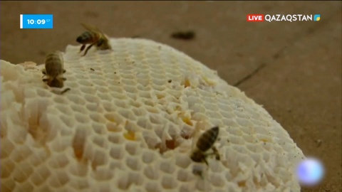 Бразилияда бал аралары қырылып қалды