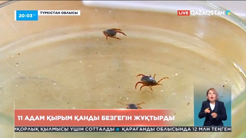 Түркістан облысында 11 адам Қырым қанды безгегін жұқтырды