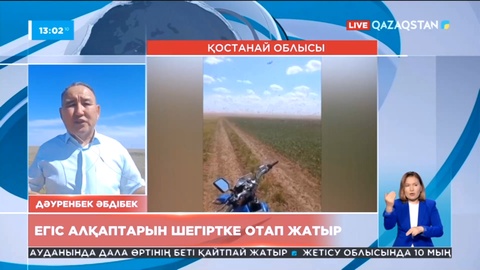 Қостанай облысының Жангелді ауданында егіс алқаптарын шегіртке отап жатыр