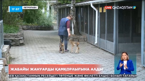 Петропавлда жабайы жануар қамқорлыққа алынды