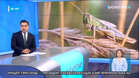 Қостанай облысында шегірткенің егістікке шабуылы әлі толастар емес