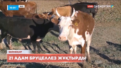 Батыс Қазақстанда 21 адам бруцеллез жұқтырды