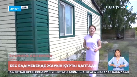 Солтүстіктің Қызылжар және Мағжан Жұмабаев аудандарының 5 елді мекенінде көбелек құрты қаптады